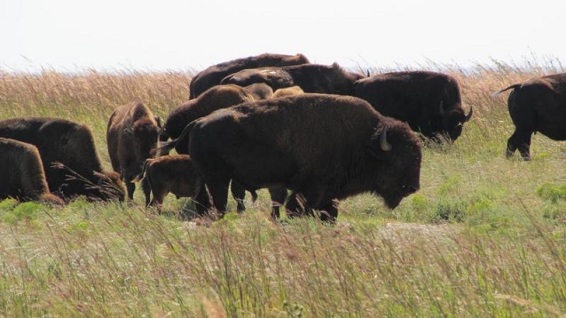Bison at Tallgrass Prairie National Preserve, Kansas