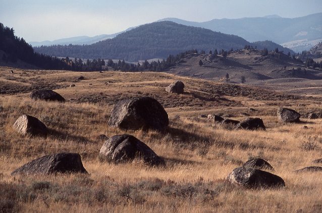 Glacial boulders (erratics) dot a field in Yellowstone National Park