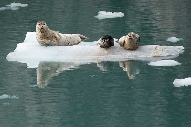 three seals sitting on an ice floe