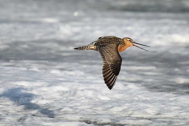 a brownish bird in flight