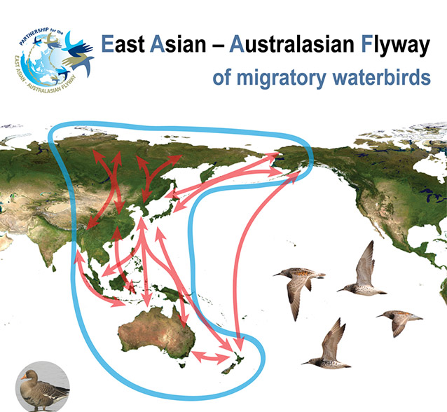 map of the world centered on the pacific ocean, showing long bird migration routes