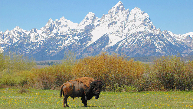 15 Facts About Bison (U.S. National Park Service)