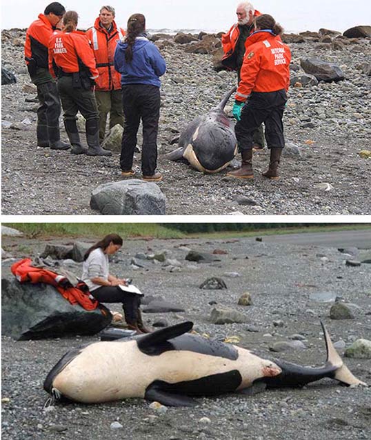 composite images of people standing around a small, dead whale on a beach