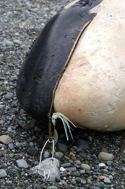 closeup of a dead whale face, with fishing tackle visible in its mouth
