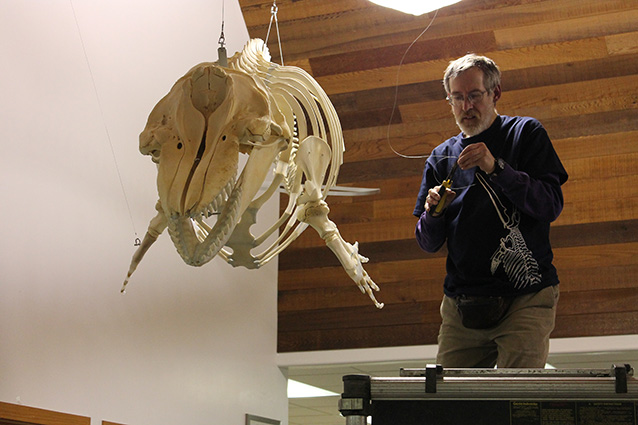 person standing next to a killer whale skeleton