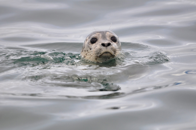 A seal sticking its head up out of the water