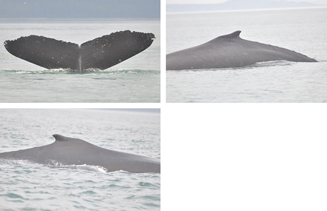 composite of three photos showing whales breaching from the ocean