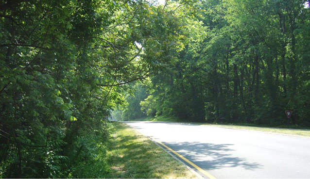 Sunlight filters through a thick canopy of trees, which surrounds both sides of a road (2009)