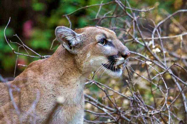 Mountain Lions Face Loss Of Genetic Diversity Us National Park Service