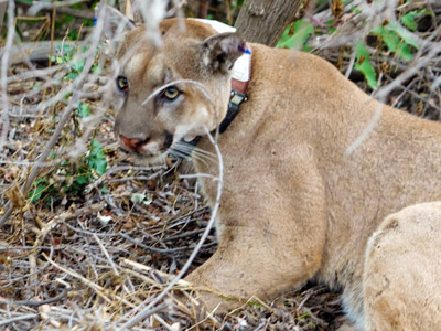 A collared male mountain lion crouching in the underbrush