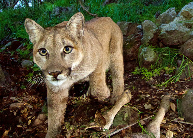 Striking camera trap image of a female mountain lion over a deer kill