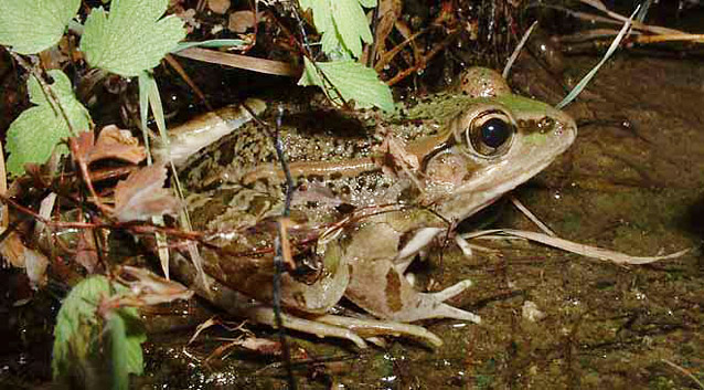 Leopard frog sitting at the edge of shallow water