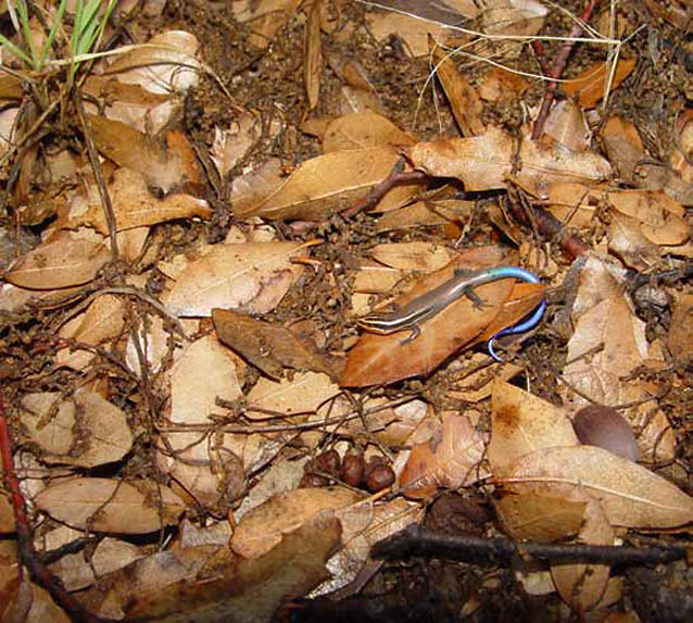 Juvenile short-lined skink walking through leaf litter