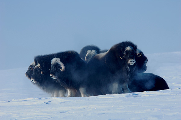 musk oxen standing in a circle