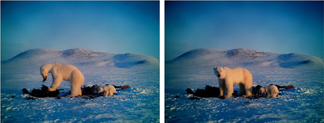 two images of a polar bear adult and cub eating a dead muskox