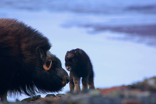 a muskox adult and baby
