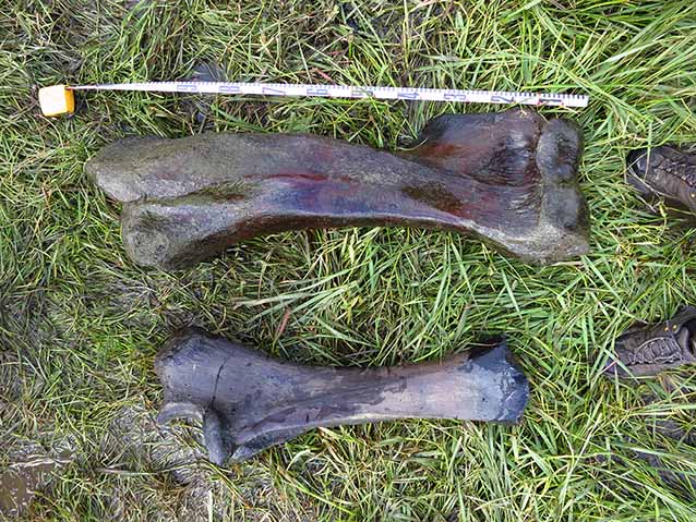 several dark bones laid on the ground