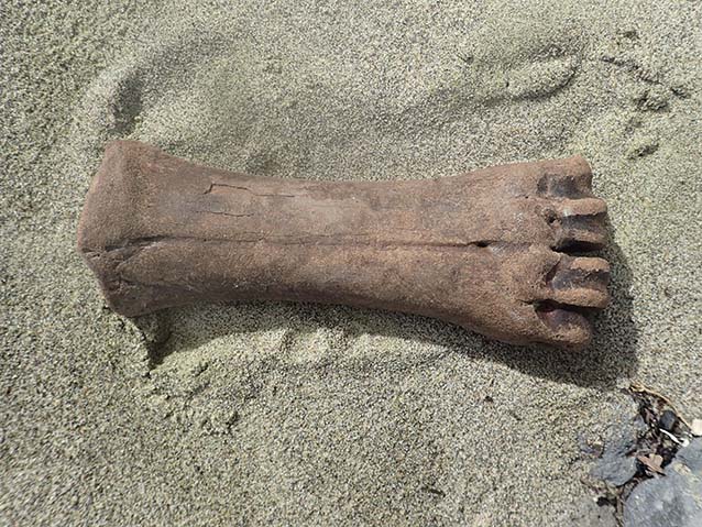 a large bone sitting on sand