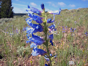 Bright blue flower (penstemon