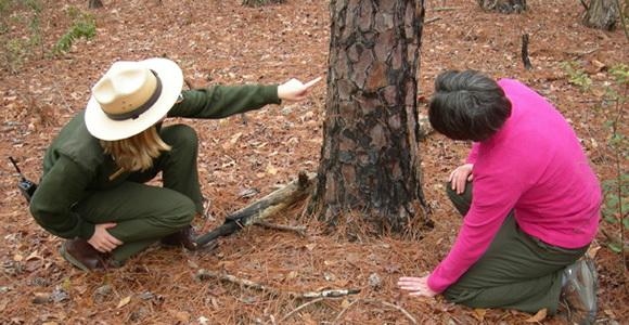 visitor and ranger look closely at the bark on a tree trunk