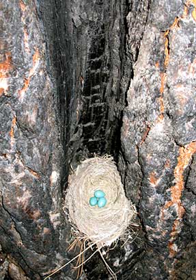 Birds nest with eggs inside a burned tree. 