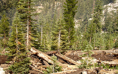Trees and fallen logs in mountainous area.