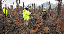 Men and women in hardhats stand in a recently burned boreal forest.