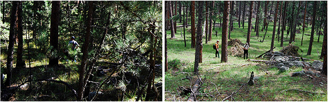 Left: thick forest with dense trees; Right: open forest with fewer trees.