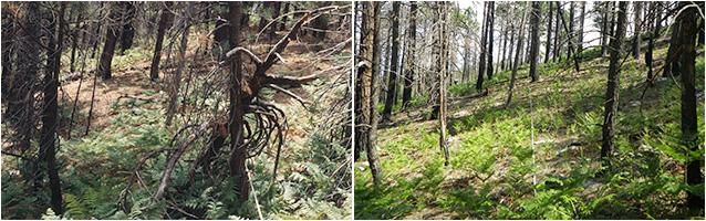 Before and after prescribed fire treatments