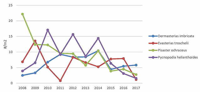 A graph showing sea star density over time for four species.