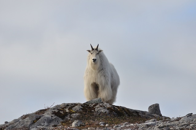 Adult mountain goat