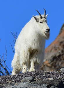 Mountain goat standing on rocky hillside