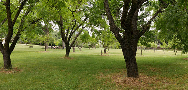 A group of students at picnic tables in the distance, under the leafy canopy of orchard trees 