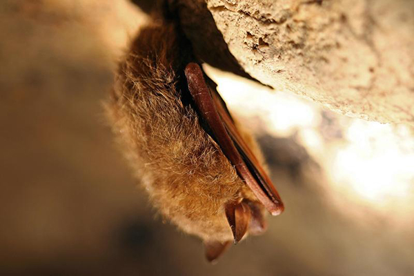 single tricolored bat hangs from a cave ceiling