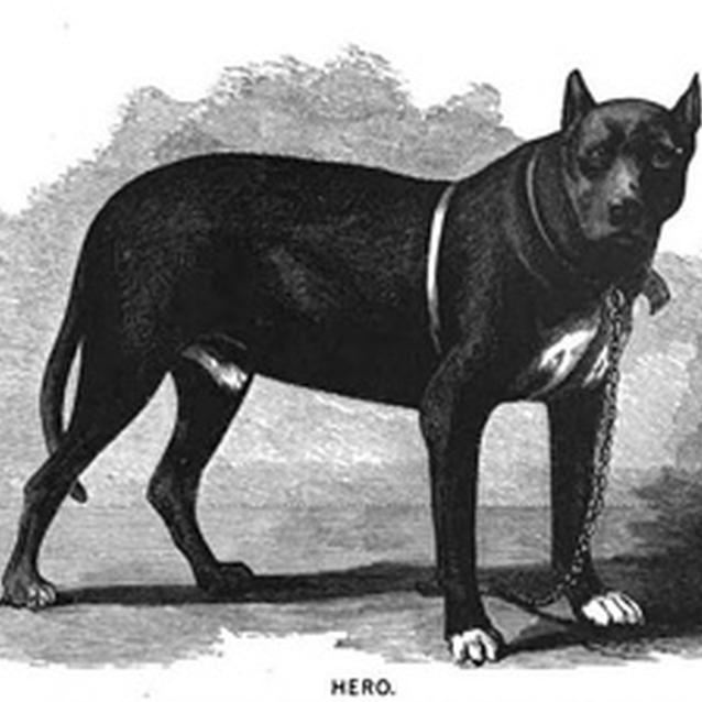 Print of the dog, "Hero"