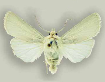 Moth at White Sands National Monument