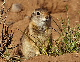 Gunnison's prairie dog