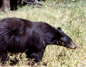 Black bear