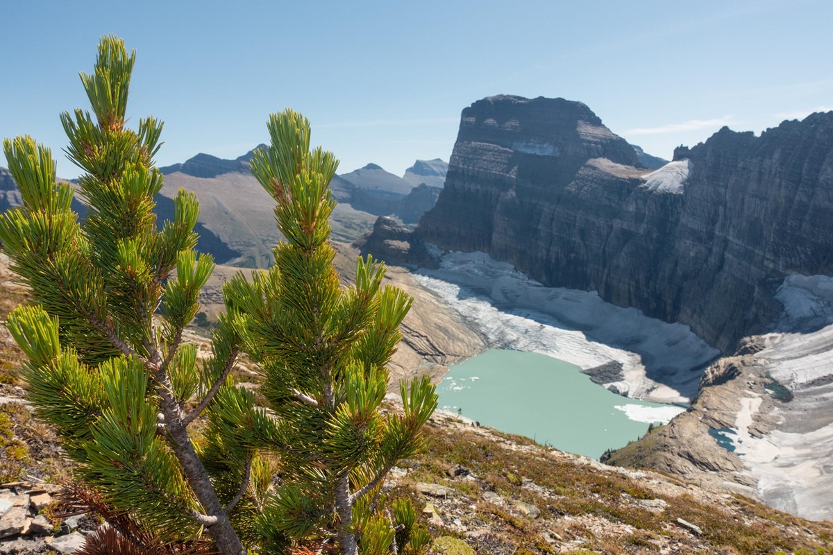 A pine tree with a glacier in the background in 2021.