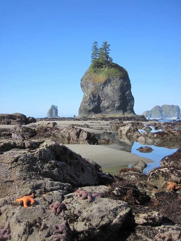 Orange sea stars on a rocky coast. 