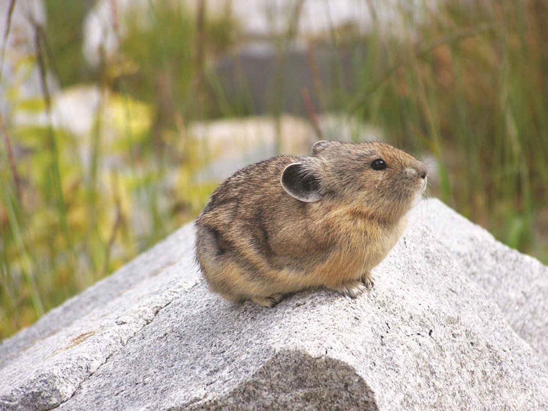 American Pika perched on a granite boulder