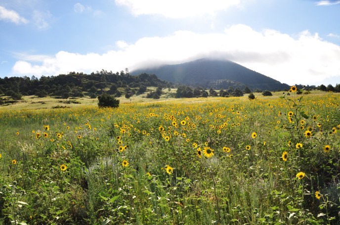 A cloud shrouded volcano rises behind a field of yellow flowers. 