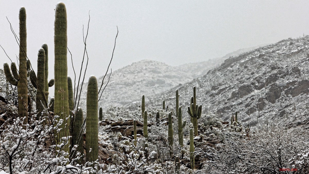 Rare Sight of snow in Saguaro National Park East Visitor Center (Rincon Mountain District) 