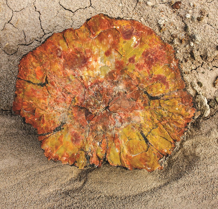 yellow and other colors in a piece of brightly colored petrified wood