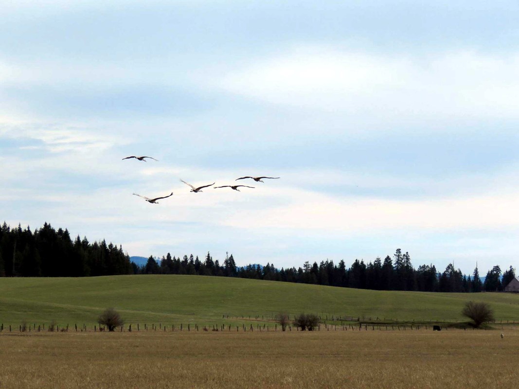 Birds in flight across a grassy field. 