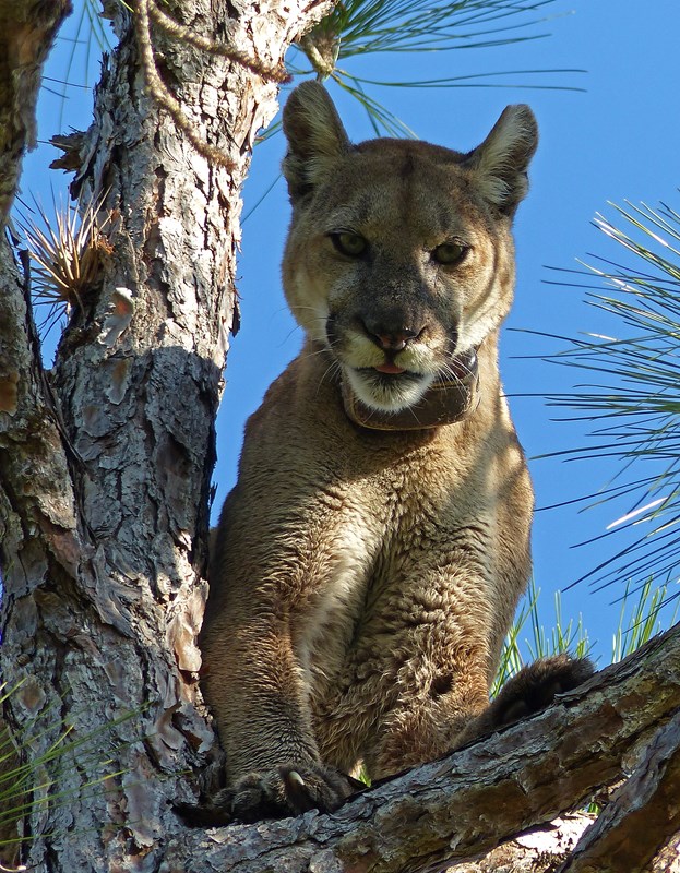 a Florida Panther sits in a tree