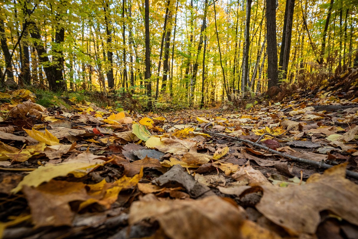 Photograph of leaf covered trail in autumn.