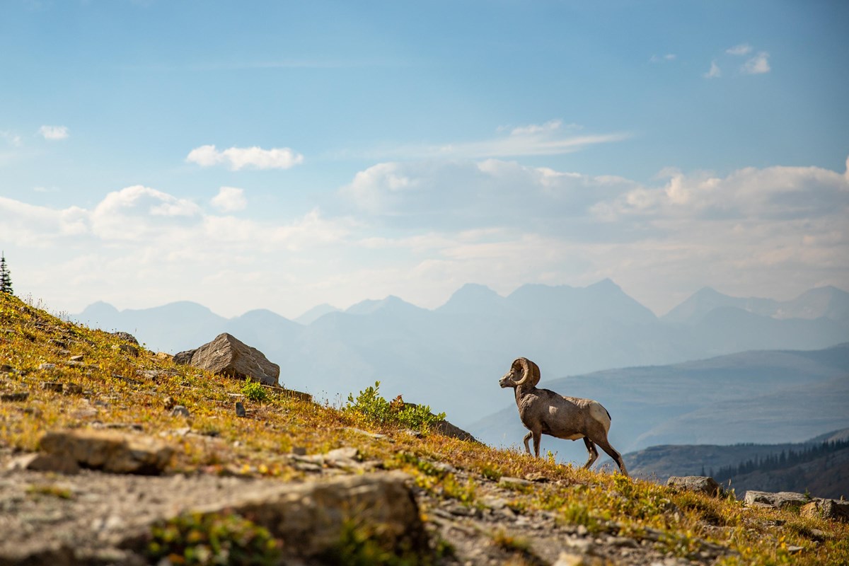 Big Horn Sheep on the Highline Trail mountains in the background
