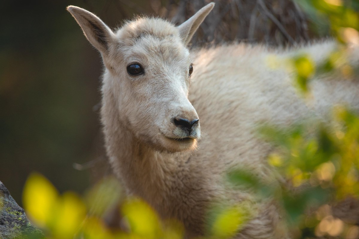 A young mountain goat surrounded by bushes