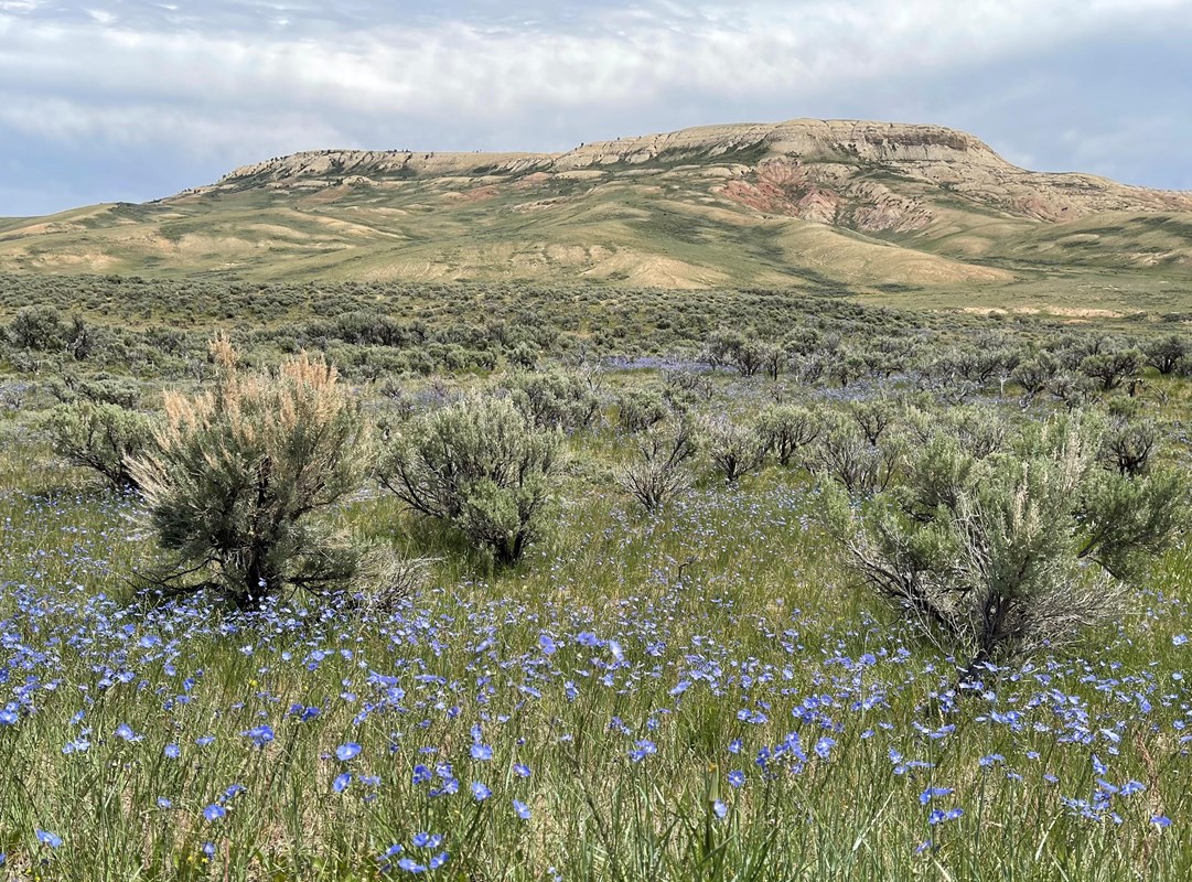 A butte with sagebrush and blue flowers on long stalks in the foreground.